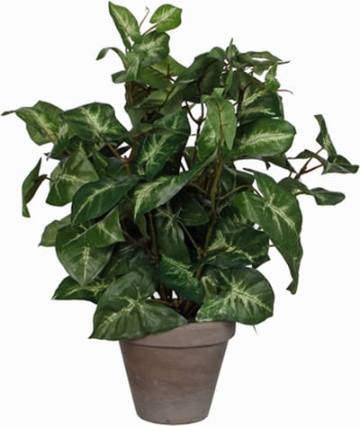 Kunstplant Syngonium (Fittonia) Groen - H 35cm - Keramiek sierpot - Mica Decorations