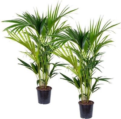 Bloomique - Set van 2 - Howea Forsteriana - Kentia Palm - Kamerplanten - Luchtzuiverend - Diervriendelijk - Hoogte 80-100 cm - Pot 19 cm