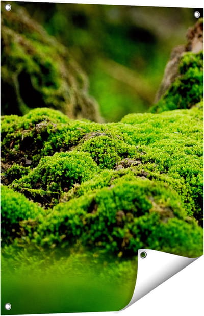 Gards Tuinposter Groen Mos - 60x80 cm - Tuindoek - Tuindecoratie - Wanddecoratie buiten - Tuinschilderij