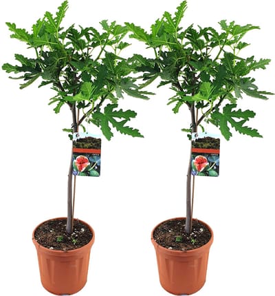 Bloomique - Set van 2 - Ficus Carica Brown Turkey - Vijgenboom - Fruitbomen - Tuinplanten - Winterhard - Hoogte 80-100 cm - Pot 21 cm