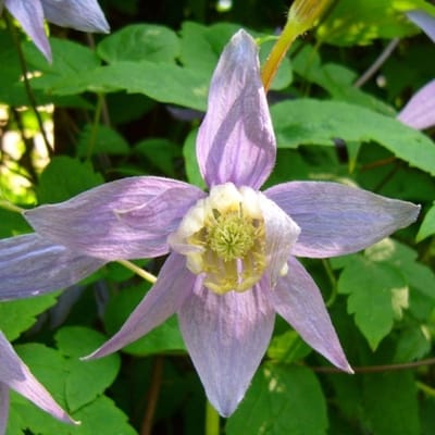 Blauwgras bosrank (Clematis Macropetala) - - Bosrank - Vaste planten - Bijen-Vlinders - Klimplant - Zomerbollen - Voorjaarsbollen