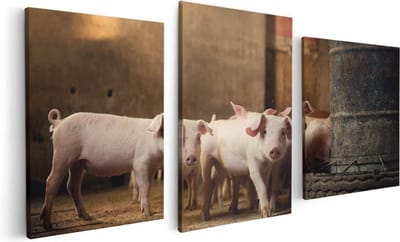 Artaza Canvas Schilderij Drieluik Varkens op een Boerderij Stal - 120x60 - Foto Op Canvas - Canvas Print