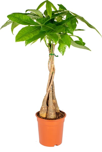 Bloomique - Pachira Aquatica - Geldboom - Watercacao - Kamerplanten - Luchtzuiverend - Gemakkelijk in onderhoud - Hoogte 60-70 cm - Pot 17 cm