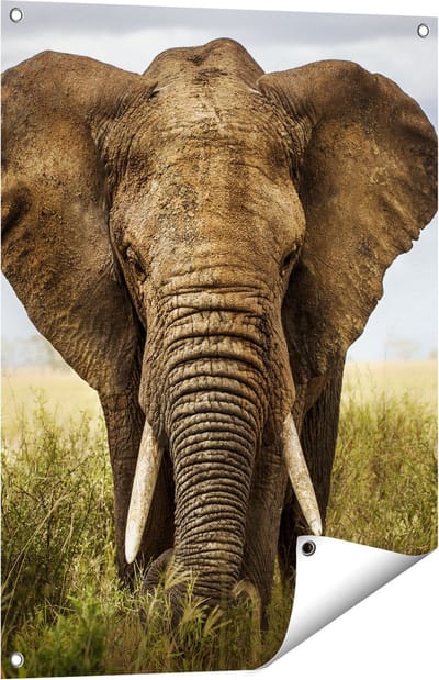 Gards Tuinposter Olifant in het Wild - Kleur - 60x80 cm - Tuindoek - Tuindecoratie - Wanddecoratie buiten - Tuinschilderij