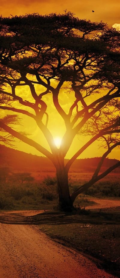 Sunset Landscape Photo Wallcovering