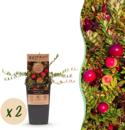 Green boutiQ - Fruitplant - Vaccinium mac. Early Black - Cranberry - Winterhard - Blauwe Bes - 2 Planten - Pot 15cm - Hoogte 50cm