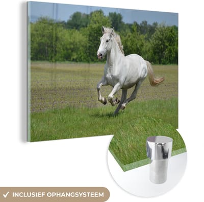 MuchoWow® Glasschilderij 30x20 cm - Schilderij acrylglas - Paarden - Natuur - Wit - Foto op glas - Schilderijen
