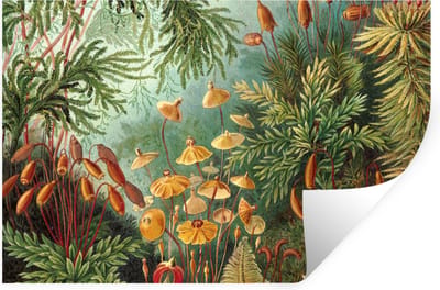 Muurstickers - Sticker Folie - Oude meesters - Kunst - Muscinae - Haeckel - 30x20 cm - Plakfolie - Muurstickers Kinderkamer - Zelfklevend Behang - Zelfklevend behangpapier - Stickerfolie