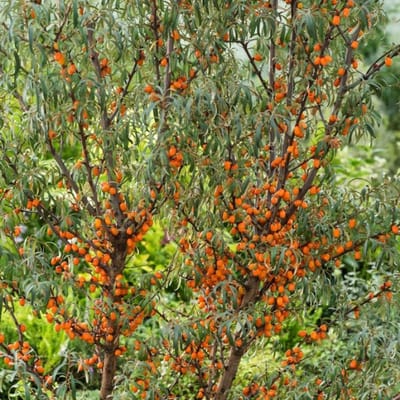 Plants Online BV - Planten - Tuinplanten - Heesters - Set van 1 - Duindoorn