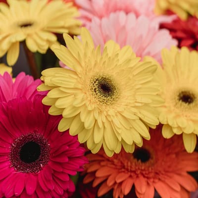 Sluis Garden - Gerbera grootbloemige gemengd