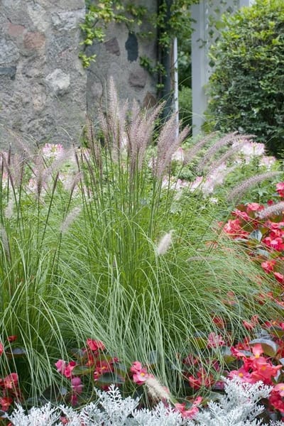 Pennisetum alopecuroides - Set van 12 - Lampenpoetsersgras - Pot P9