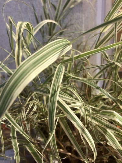 6x Kanariegras - Phalaris Arundinacea 'Picta' | 9x9 cm pot
