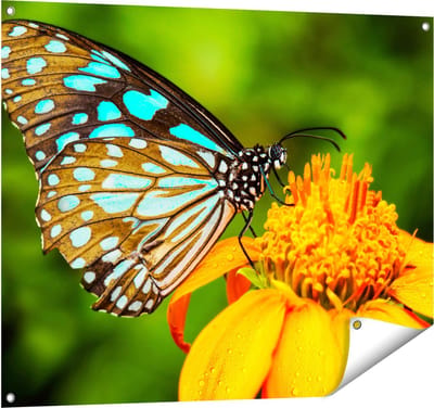 Gards Tuinposter Blauwe Vlinder bij een Oranje Bloem - 100x80 cm - Tuindoek - Tuindecoratie - Wanddecoratie buiten - Tuinschilderij