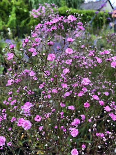 6 x Gypsophila pan. 'Flamingo' - Gipskruid - P9 Pot (9 x 9cm) - Dima Vaste Planten