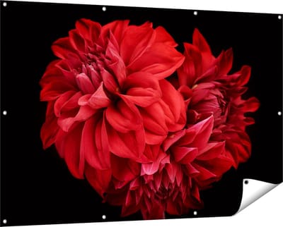 Gards Tuinposter Rode Dahlia Bloemen - 150x100 cm - Tuindoek - Tuindecoratie - Wanddecoratie buiten - Tuinschilderij