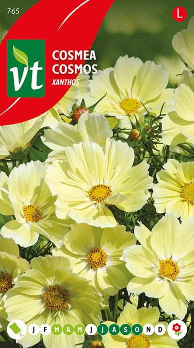 Cosmea Xanthos - Unieke zachtgele bloemen met langdurige bloei tot aan de vorst