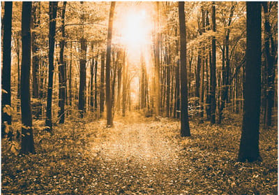 Fotobehangkoning - Behang - Vliesbehang - Fotobehang Vintage Bos - Magical Light - 150 x 105 cm