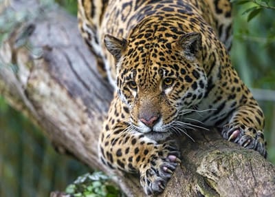 Houten Puzzel - Legpuzzel Dieren - Ontspannende Hobby - Achterwand Scheidingswand - 87x57cm - Meerkleurig