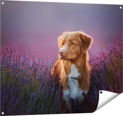 Gards Tuinposter Retriever Hond tussen de Lavendel Bloemen - 100x80 cm - Tuindoek - Tuindecoratie - Wanddecoratie buiten - Tuinschilderij