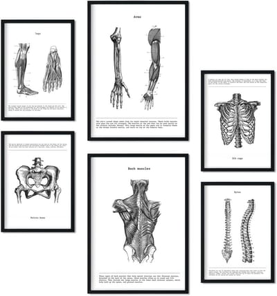 Set van 6 Anatomie Posters: Spieren, Botten en Wervelkolom voor Praktijk of Klassikaal Gebruik, A3/A4