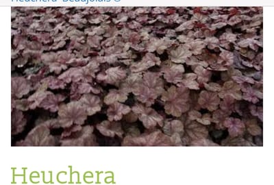 6 x Heuchera 'Beaujolais - PURPERKLOKJE - pot 9 x 9 cm
