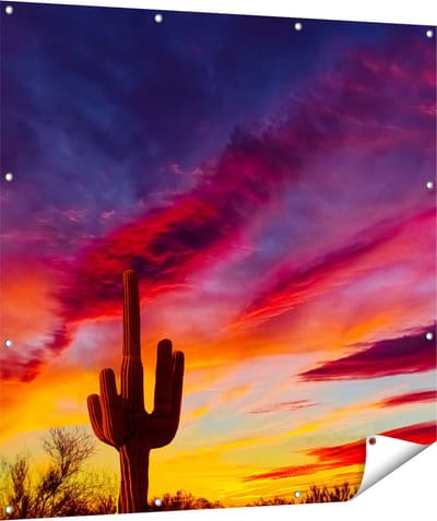 Gards Tuinposter Cactus bij Oranje Zonsondergang - 120x120 cm - Tuindoek - Tuindecoratie - Wanddecoratie buiten - Tuinschilderij