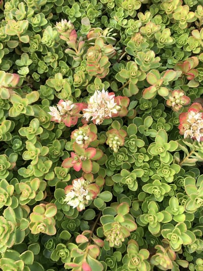 6 x Sedum spurium 'Album Superbum' - Kaukasische muurpeper - pot 9 x 9 cm