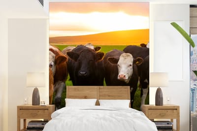 Behang - Fotobehang Koeien - Heuvels - Zonsondergang - Gras - Groen - Breedte 190 cm x hoogte 260 cm