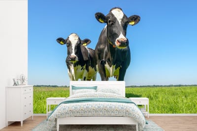 Behang - Fotobehang Koeien - Weiland - Gras - Dieren - Boerderij - Breedte 420 cm x hoogte 280 cm