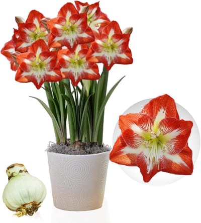 Amaryllis Bol - Minerva - Bloembollen - 1 stuk - Rood-Wit - Bloem bollen