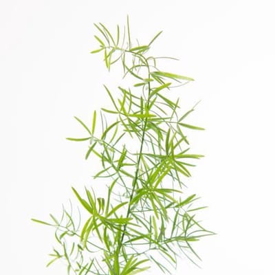 50x Aspar.sprengeri 50cm