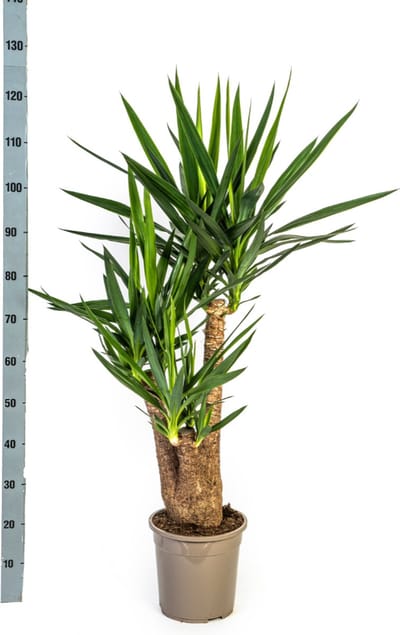 Palmlelie, Onderhoudsvriendelijke Groene Plant, Tropische Sferen, Yucca Elephantipes Ø24cm - 90-100cm
