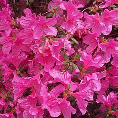 Azalea japonica Roze - Azalea - 40-50 cm in pot: Struik met roze bloemen in het voorjaar