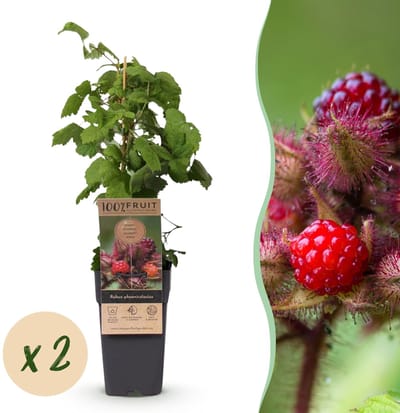 Green boutiQ - Fruitplant - Rubus phoenicolasius - Japanse wijnbes - Winterhard - Fel Rode Framboos - 2 Planten - Pot 15cm - Hoogte 50cm