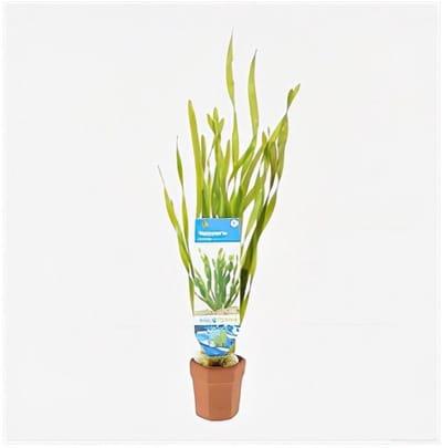 Moerings Vallisneria Torta | Kleine Schroefvallisneria | In Bos met Loodje