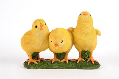 drie kuikens