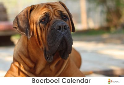 Huurdies - Verjaardagskalender - Boerboel - A4