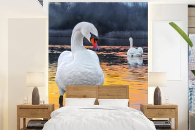 Behang - Fotobehang Zwaan - Vogel - Zonsondergang - Water - Breedte 175 cm x hoogte 240 cm