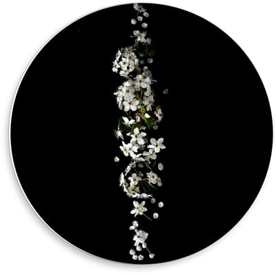 Forex Wandcirkel - Witte Bloemen op Zwarte Achtergrond  - 50x50cm Foto op Wandcirkel (met ophangsysteem)