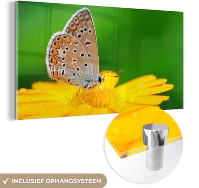MuchoWow® Glasschilderij 40x20 cm - Schilderij acrylglas - Bloemen - Vlinder - Natuur - Foto op glas - Schilderijen