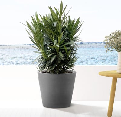 Nerium Oleander struik met witte bloem - 90cm- Ø22