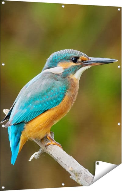 Gards Tuinposter Blauwe IJsvogel op een Tak - 90x120 cm - Tuindoek - Tuindecoratie - Wanddecoratie buiten - Tuinschilderij