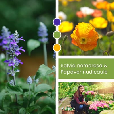 Planten Mix Salvia nemorosa & Papaver orientale - Vaste planten - Bijen-Vlinders - Snijbloemen - Zomerbollen - Voorjaarsbollen