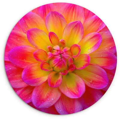 WallCircle® Wandcirkel 120x120 cm - Muurcirkel Roze - Dahlia - Kleurrijk - Muurdecoratie woonkamer - Wanddecoratie slaapkamer - Kamer decoratie accessoires - Ronde schilderijen XXL