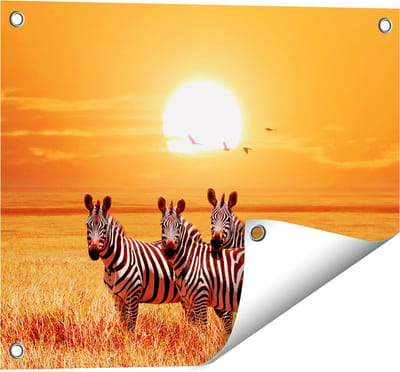 Gards Tuinposter Drie Zebra's bij Zonsondergang - 50x40 cm - Tuindoek - Tuindecoratie - Wanddecoratie buiten - Tuinschilderij