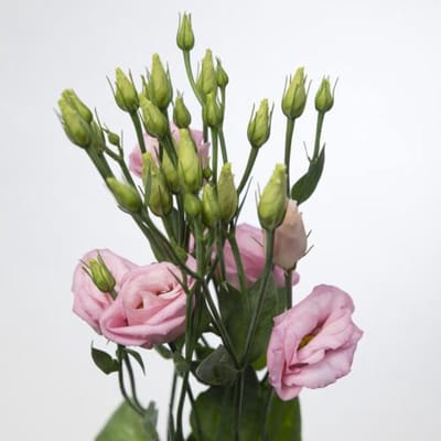 10x Eust.rosita bright pink du 70cm