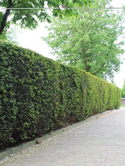Venijnboom Taxus baccata 140-160 cm, 25x Haagplant