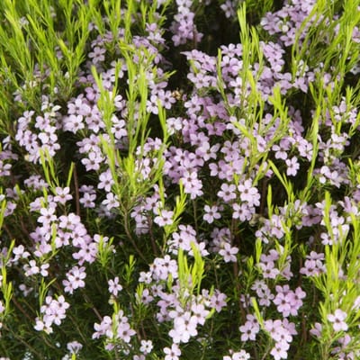 Diosma hirsuta 'Pink Fountain' 25-30cm - Geurige roze bodembedekker voor kleurrijke borders