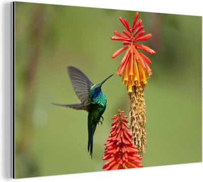 Aluminium schilderij 180x120 cm - Wanddecoratie metaal - Vogel - Kolibrie - Bloemen - Metalen muurdecoratie woonkamer - Decoratie industrieel - Foto op dibond - Industriële accessoires slaapkamer