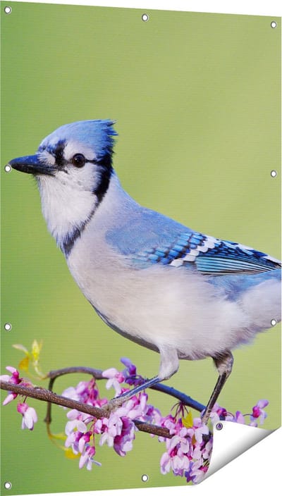 Gards Tuinposter Blauwe Gaai Vogel op een Tak - Kleur - 80x120 cm - Tuindoek - Tuindecoratie - Wanddecoratie buiten - Tuinschilderij